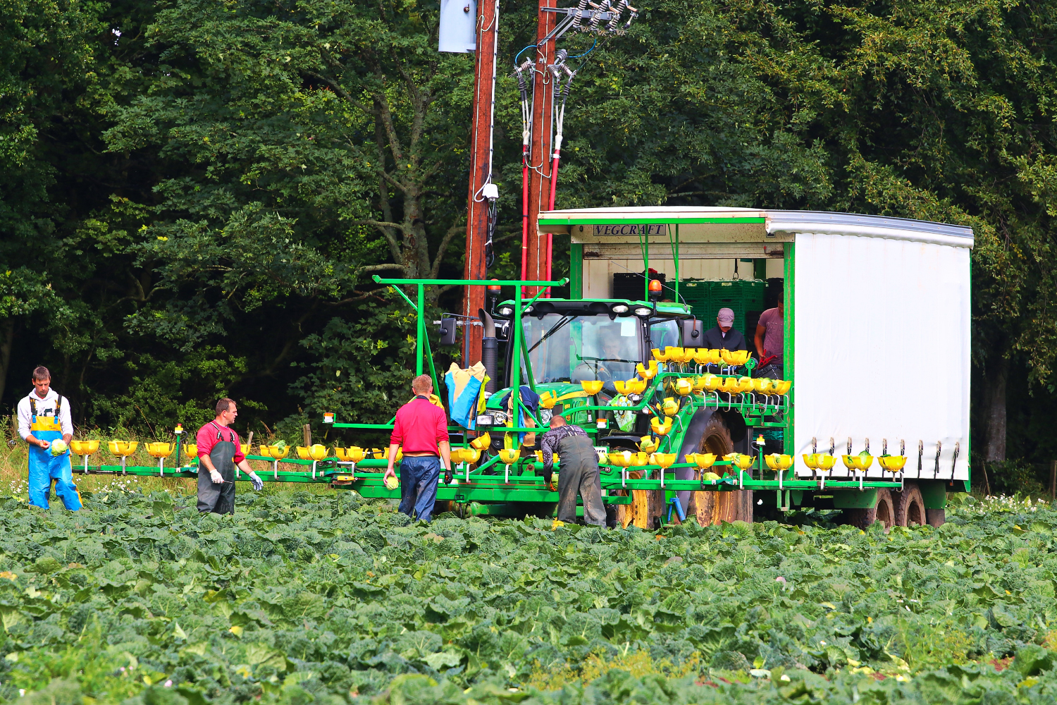 Tracteur récoltant un champ de carottes couvert de paille à Luffness mains  Farm, East Lothian, Écosse, Royaume-Uni Photo Stock - Alamy