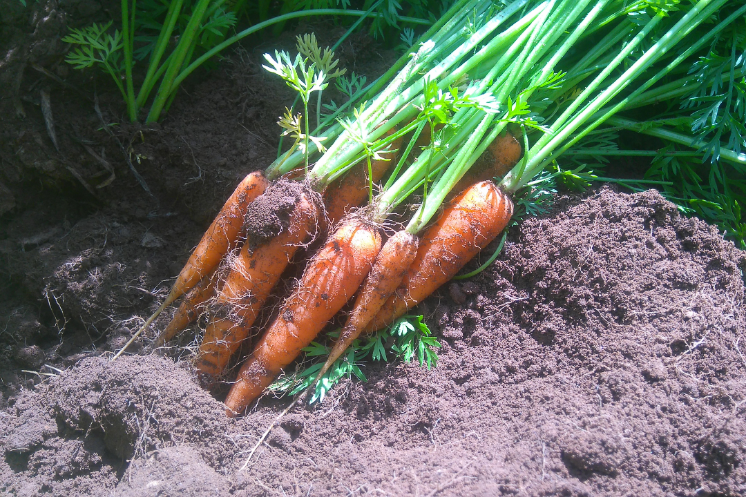 Carrot test dig.jpg-web720x1080U100