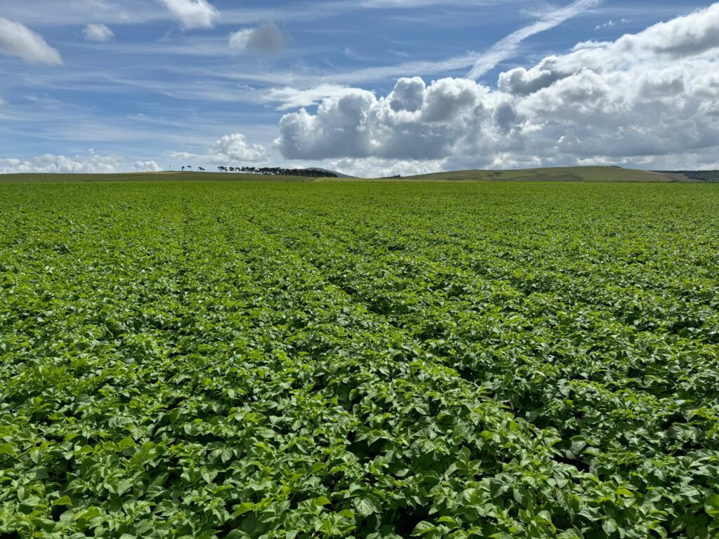 crops