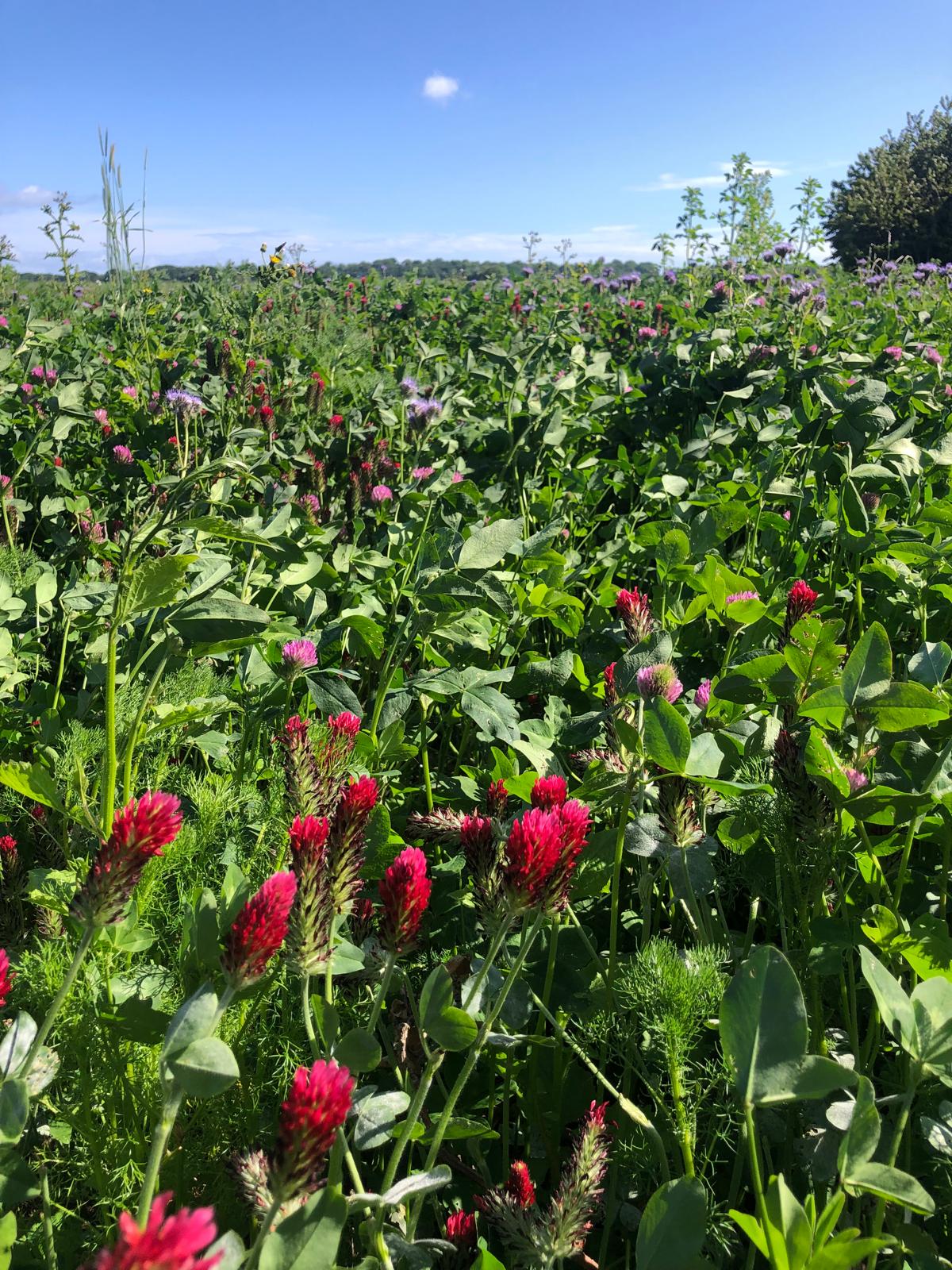 Wildflowers