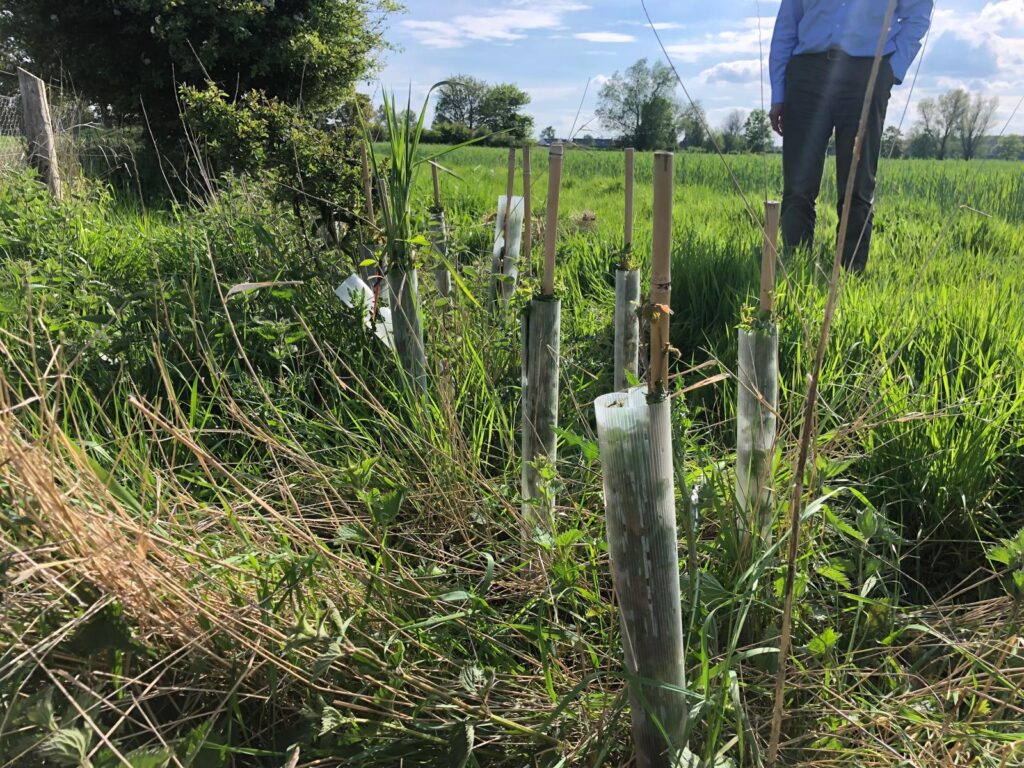 Tree planting